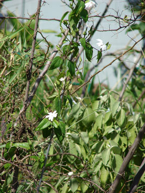 APII jpeg image of Thunbergia fragrans  © contact APII