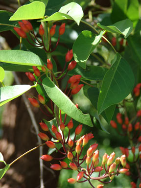 APII jpeg image of Erythrina christa-galli  © contact APII