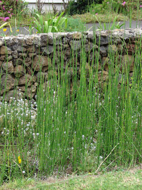 APII jpeg image of Equisetum hyemale  © contact APII