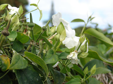 APII jpeg image of Thunbergia fragrans  © contact APII