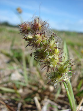 APII jpeg image of Cenchrus echinatus  © contact APII