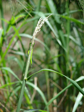 APII jpeg image of Digitaria insularis  © contact APII