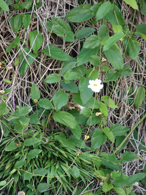 APII jpeg image of Thunbergia laurifolia  © contact APII