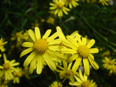 APII jpeg image of Senecio madagascariensis  © contact APII