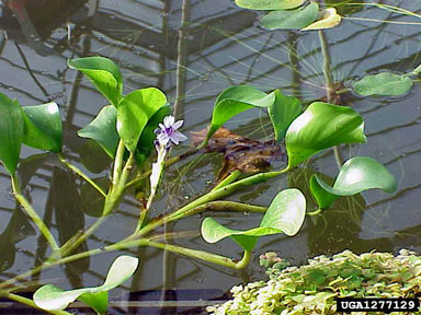 APII jpeg image of Eichhornia azurea  © contact APII