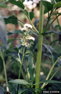 APII jpeg image of Gymnocoronis spilanthoides  © contact APII