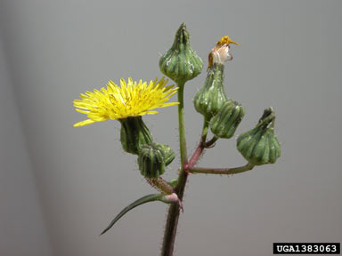 APII jpeg image of Sonchus arvensis  © contact APII