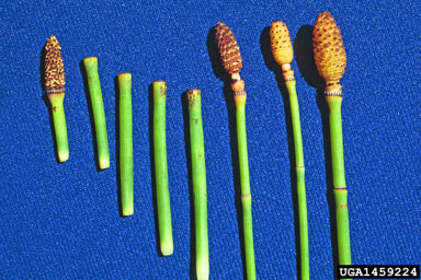 APII jpeg image of Equisetum hyemale  © contact APII