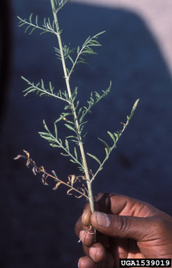 APII jpeg image of Centaurea stoebe subsp. micranthos  © contact APII
