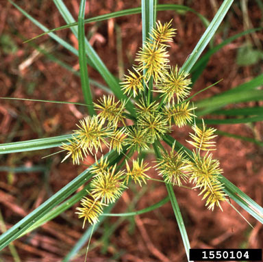 APII jpeg image of Cyperus esculentus  © contact APII