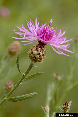 APII jpeg image of Centaurea stoebe subsp. micranthos  © contact APII