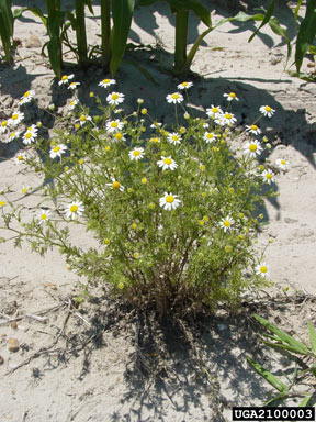 APII jpeg image of Anthemis cotula  © contact APII