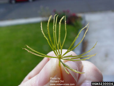 APII jpeg image of Ceratophyllum demersum  © contact APII