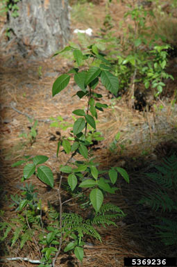 APII jpeg image of Toxicodendron radicans  © contact APII