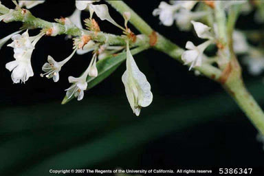 APII jpeg image of Fallopia japonica  © contact APII