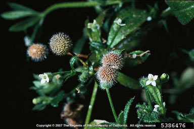 APII jpeg image of Galium aparine  © contact APII