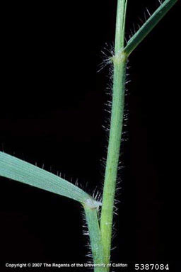 APII jpeg image of Aegilops triuncialis  © contact APII