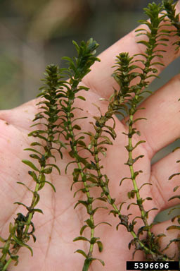 APII jpeg image of Elodea canadensis  © contact APII