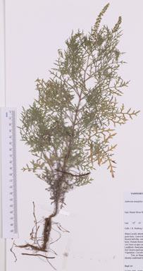 APII jpeg image of Ambrosia tenuifolia  © contact APII