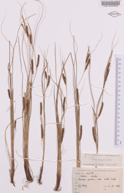 APII jpeg image of Carex flagellifera  © contact APII