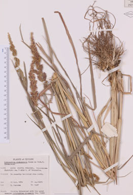 APII jpeg image of Echinochloa glabrescens  © contact APII