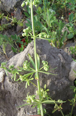 APII jpeg image of Galium tricornutum  © contact APII