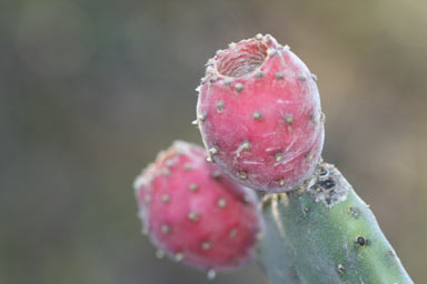 APII jpeg image of Opuntia tomentosa  © contact APII