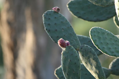 APII jpeg image of Opuntia tomentosa  © contact APII