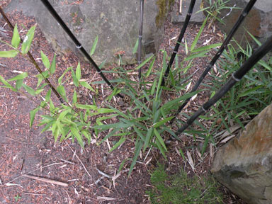 APII jpeg image of Phyllostachys nigra  © contact APII