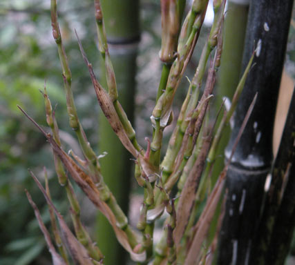 APII jpeg image of Phyllostachys nigra  © contact APII