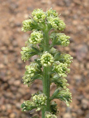 APII jpeg image of Reseda lutea  © contact APII