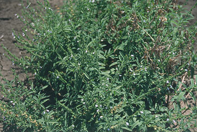 APII jpeg image of Salvia reflexa  © contact APII