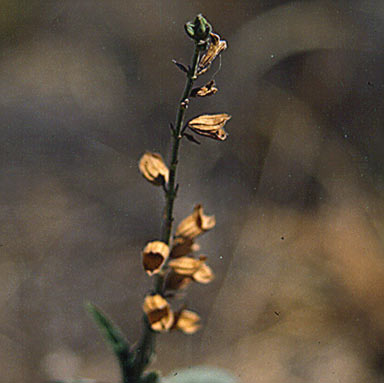 APII jpeg image of Salvia reflexa  © contact APII