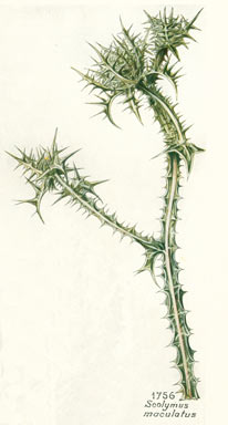 APII jpeg image of Scolymus maculatus  © contact APII