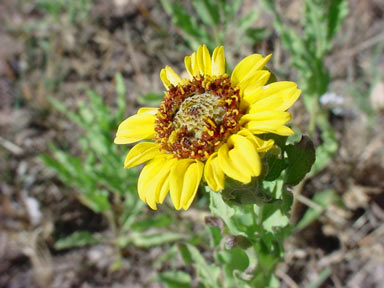 APII jpeg image of Helianthus ciliaris  © contact APII