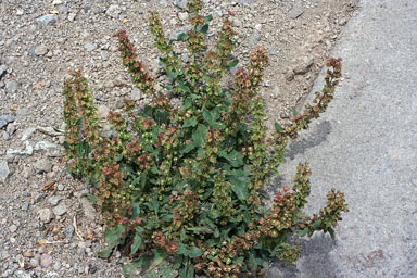 APII jpeg image of Rumex pulcher  © contact APII