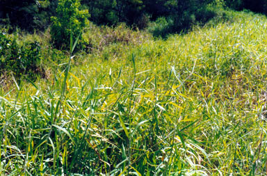 APII jpeg image of Urochloa mutica  © contact APII