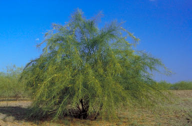 APII jpeg image of Parkinsonia aculeata  © contact APII