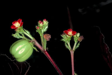APII jpeg image of Jatropha gossypiifolia  © contact APII
