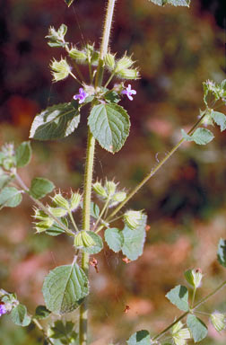 APII jpeg image of Hyptis suaveolens  © contact APII