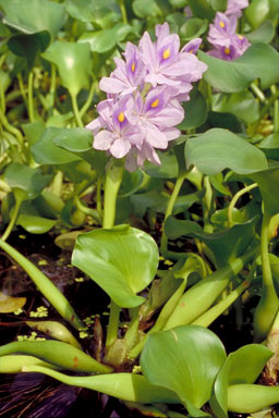 APII jpeg image of Eichhornia crassipes  © contact APII