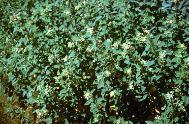APII jpeg image of Sida cordifolia  © contact APII