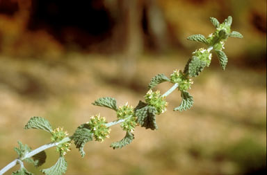APII jpeg image of Marrubium vulgare  © contact APII