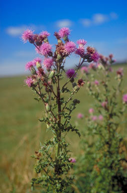 APII jpeg image of Cirsium arvense  © contact APII