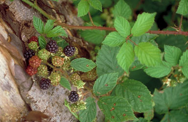 APII jpeg image of Rubus fruticosus  © contact APII