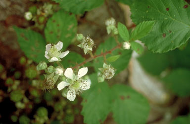 APII jpeg image of Rubus fruticosus  © contact APII