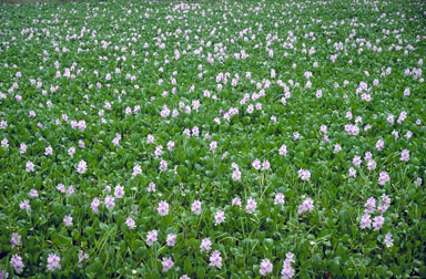 APII jpeg image of Eichhornia crassipes  © contact APII