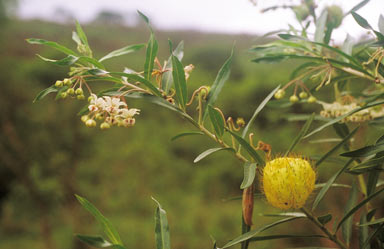 APII jpeg image of Gomphocarpus fruticosus  © contact APII