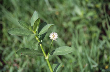 APII jpeg image of Alternanthera philoxeroides  © contact APII