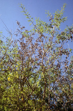 APII jpeg image of Senegalia catechu  © contact APII